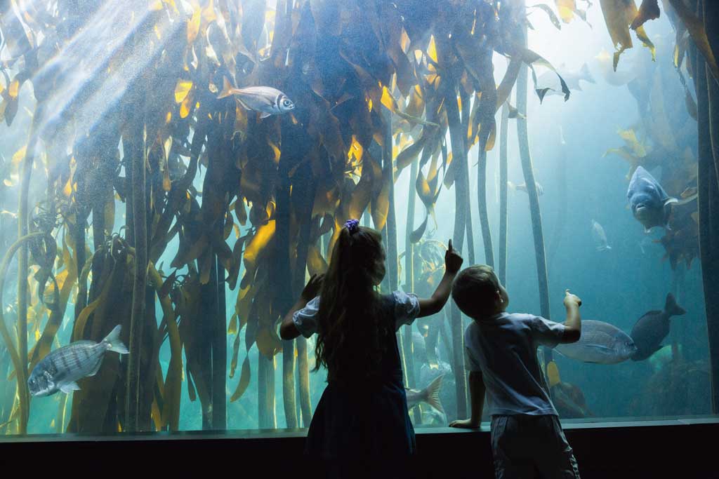 DeZoos Posidonia Wall